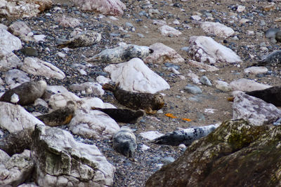 Full frame shot of rocks in water