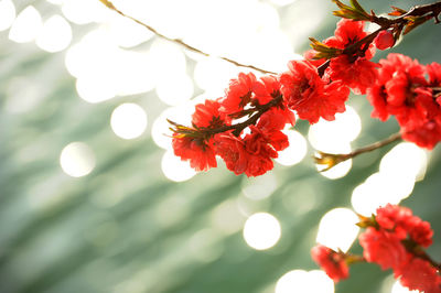 Close-up of red flowers on tree