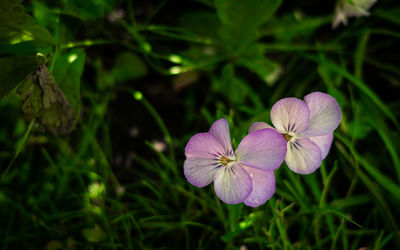 Close-up of purple flowering plant in field