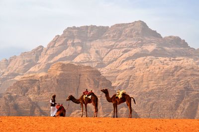 Beduin in the desert with camels and mountains