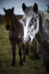 Portrait of two horses on field