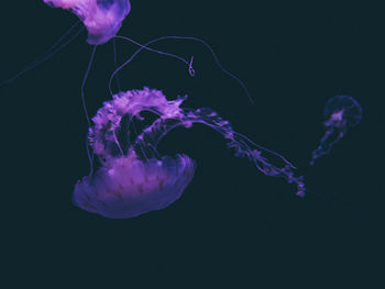 Jellyfish swimming in sea