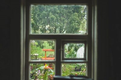 Plants seen through window