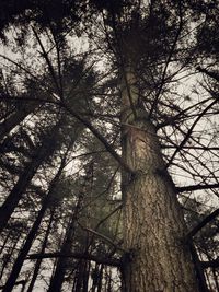 Low angle view of trees in forest against sky