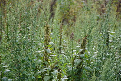 Close-up of crops growing on field