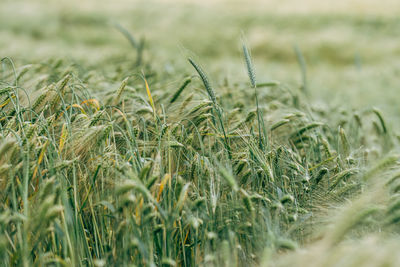 Close up of green oat field