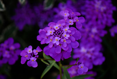 Close-up of purple flowering plants