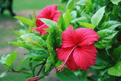 Close-up of red flowering plant