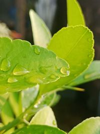 Close-up of wet leaves