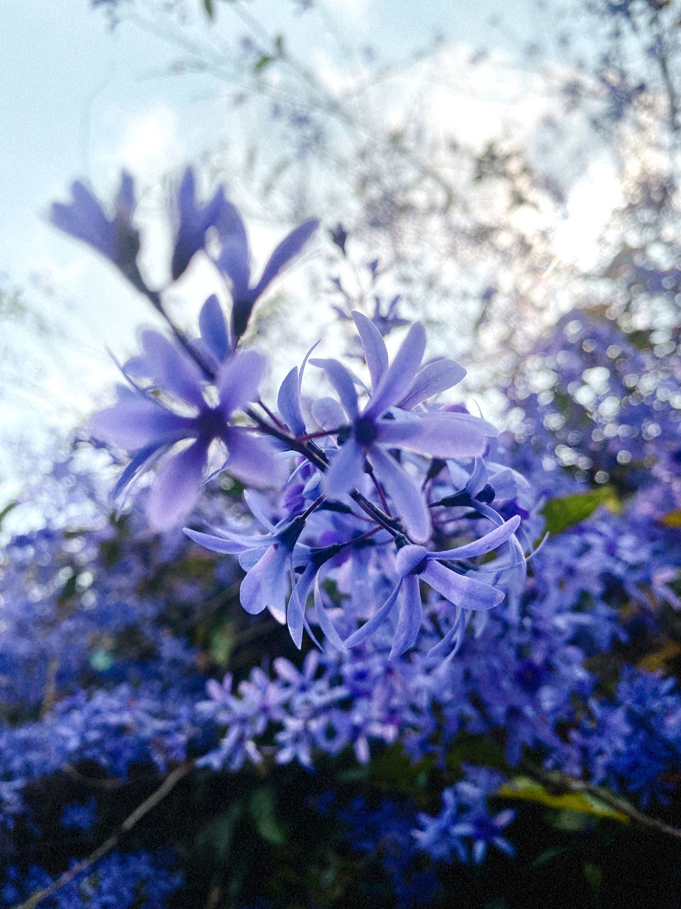 plant, flower, flowering plant, beauty in nature, freshness, fragility, growth, nature, blossom, close-up, blue, lilac, purple, tree, focus on foreground, no people, springtime, petal, flower head, inflorescence, branch, wildflower, outdoors, botany, selective focus, day, sky