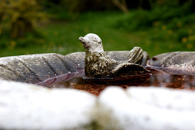 Close-up of snake on water