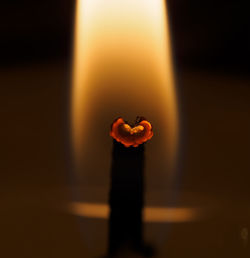 Close-up of orange flower against black background