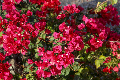 Close-up of red bougainvillea blooming outdoors