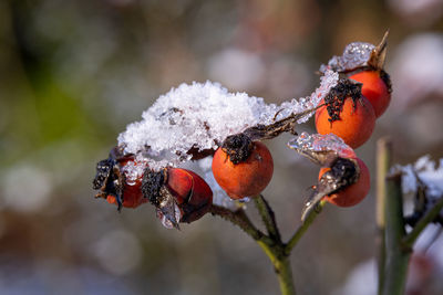 Close-up of frozen berries in winter