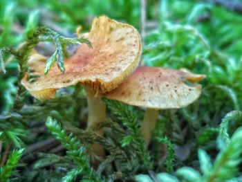 Close-up of mushroom growing on field