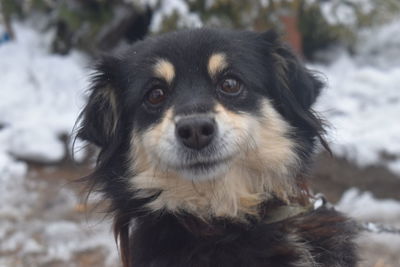 Close-up portrait of dog on field