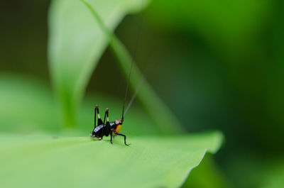 Close-up of insect on leaf
