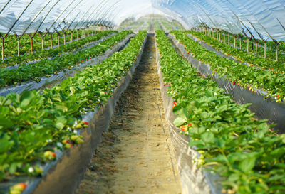 High angle view of plants