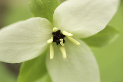 Close-up of white flower blooming outdoors