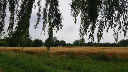 Trees on field against sky