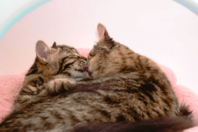 Close-up of a cat sleeping