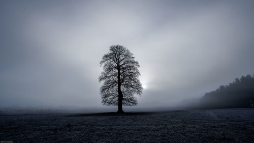 Tree on field against sky during winter