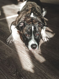 High angle portrait of dog relaxing on floor