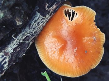 Close-up of orange slice on tree trunk