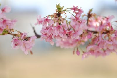 Close-up of pink flowers on tree