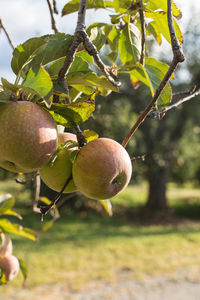 Close-up of apples on tree