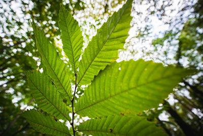 Close-up of fresh green leaves on tree