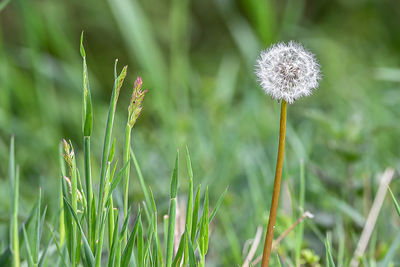 Close-up of dandelion on field