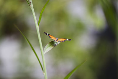 Close-up of butterfly on plant