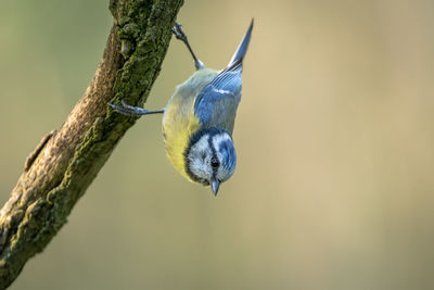 Close-up of bird perching on branch