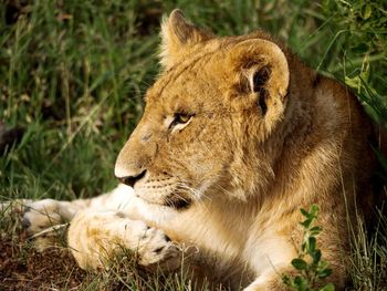 Close-up of lion relaxing on grass