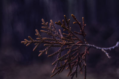 Close-up of plant against blurred background