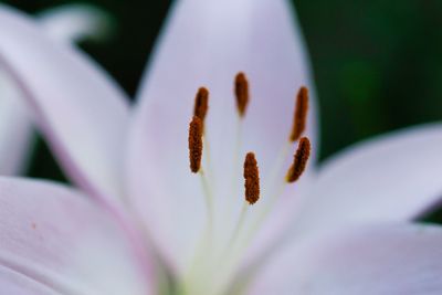 Close-up of flower