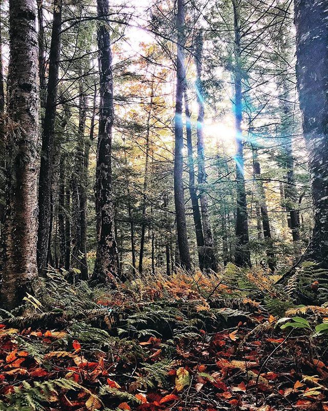 tree, forest, tranquility, nature, growth, tranquil scene, tree trunk, beauty in nature, woodland, scenics, autumn, leaf, change, sunlight, non-urban scene, plant, season, branch, idyllic, day