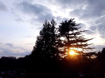 Silhouette of tree at sunset