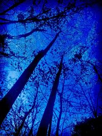 Low angle view of trees against blue sky