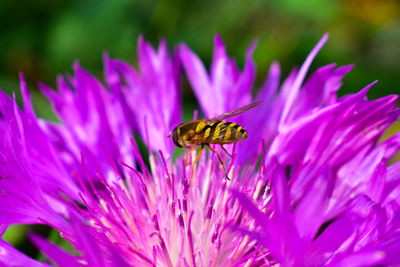 Close-up of insect on pink flower