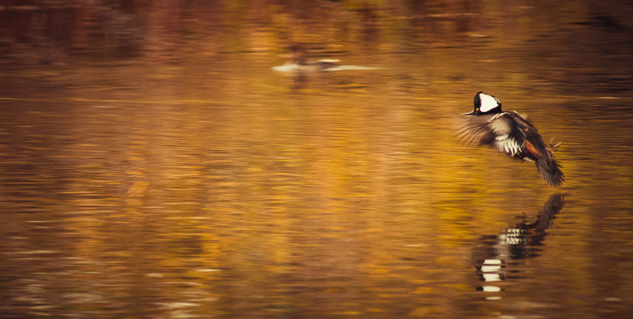 animals in the wild, animal themes, bird, lake, animal wildlife, nature, waterfront, one animal, water, no people, swimming, outdoors, day, beauty in nature, spread wings