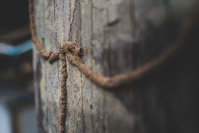 Close-up of rope tied to rusty metal fence