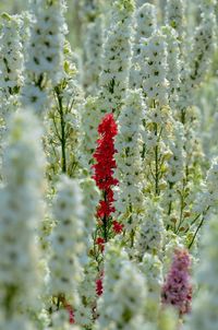 Close-up of flowering plant