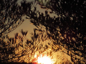 Silhouette trees against sky during sunset