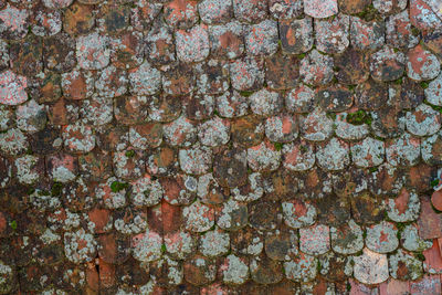 Romanian old roof tiles texture with lichens due to humid climate