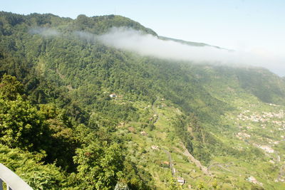 High angle view of trees on mountain