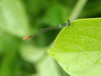 Close-up of insect on leaf