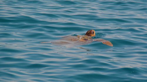 High angle view of turtle in sea