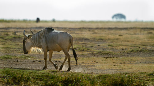 A wildebeest walking along a dusty field
